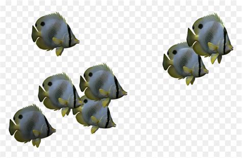 transparent fish|small transparent fish.